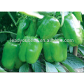 ASP231 Xiaobi heat resistant f1 hybrid vegetable seeds sales